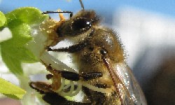 Beeinflusst WLAN-Strahlung Honigbienenverhalten, Genexpression oder Blütenbesuche?
