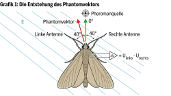 Olfaktorisches Jamming – neuer Erklärungsansatz für Insektenrückgang